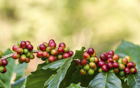 Regional Kaffee kaufen